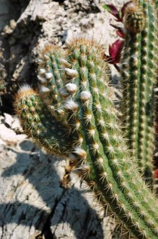 Pilosocereus_gounellei